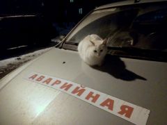 Аварийная служба, на проводе! Срочно отправляем к вам отряд котиков! 